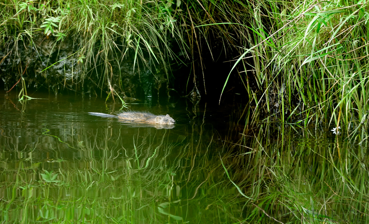 Ondatra zibethicus [400 mm, 1/60 sec at f / 7.1, ISO 4000]